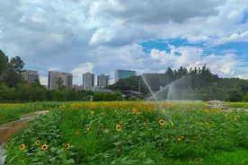 向日葵花海图片