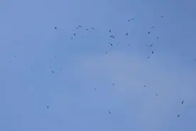 11175只！大连老铁山创中国大陆单日迁徙猛禽数量新纪录——我国新晋世界自然遗产地上的奇观图片