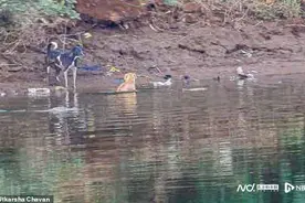 奇特“情感共鸣”：鳄鱼竟引导流浪狗安全渡河，逃避野狗猎食图片