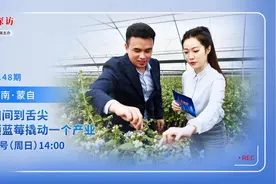 小蓝莓大产业，科技赋能孕育24毫米蓝莓硕果图片