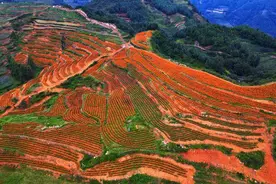 宣威东山：千亩荒地绽放“黄金花”图片