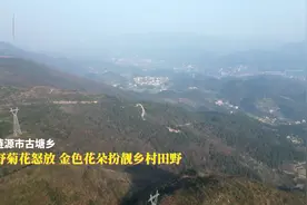 视频|野菊花扮靓山野“甜”蜂农图片