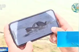 瞧！活泼可爱的江豚又双叒叕被拍到了图片