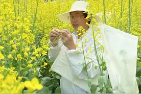 特稿丨攻关20余年，他们成功解锁花海里的“基因密码”图片