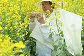 攻关20余年，他们成功解锁花海里的“基因密码”图片