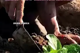 老人偷菜逃跑摔伤向菜主索赔8万，法院驳回：菜主喊叫追赶行为在合理预见范围内图片