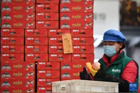 陕西洛川：苹果之乡迎来销售旺季图片