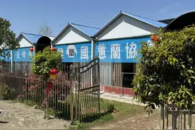 “寄养”一棚难求 “赏玩”引领国际！随县兰花2天交易3亿元图片