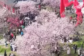 花样文旅“圈粉”引客来 “追花游”点亮旅游市场“多彩”引擎图片