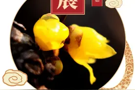 为期一个月，2025年真如公园蜡梅展开幕啦！图片