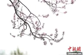 沈阳“十里桃花”盛开图片