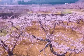 去肥城看桃花！官方推荐这些旅游线路图片