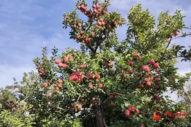玉门：苹果丰收挂满枝 映红致富路图片