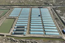 繁荣兵团·新时代新征程丨新疆阿拉尔：海鱼“安家”沙漠 盐碱地变致富地图片