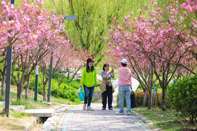 李村河畔，春和景明