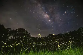 百科 | 浪漫的萤火虫居然是肉食动物图片