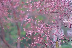 东湖评论：樱花绽放处 江城正芳华图片