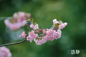 明天贵阳最高气温有望26℃+！只可惜明媚春光来也匆匆，下周将重返低温阴雨天气图片