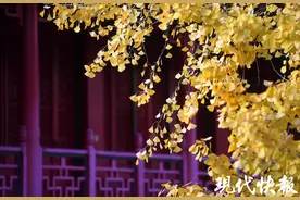 南京毗卢寺银杏刷屏朋友圈，不可错过的视觉盛宴图片