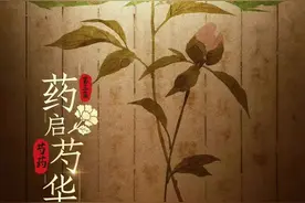 《本草流芳》揭开芍药“一种植物两味药”的神奇之谜图片