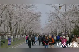 “樱运而生”2024扬州鉴真樱花季启动图片