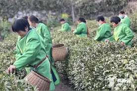周日西湖龙井大面积开采！龙井村首次发布防伪包装，手把手教你辨真伪图片