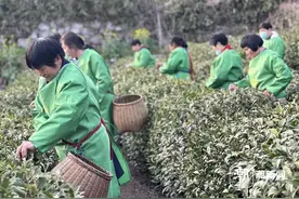 周日西湖龙井大面积开采！龙井村首次发布防伪包装，手把手教你辨真伪图片