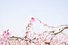花如海人如潮 西华县第二十届桃花赏游消费季活动开幕图片