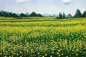 此去春暖菜花开图片