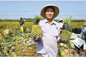 菠萝产业力拼“开门红”图片