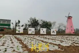 成都一社区210块“共享菜地”上“长”满人，居民“甚至想全天待在这里”图片
