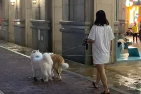 一线调查 | 这36种犬只，广州明确禁止饲养图片