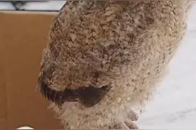 看到路边有落单的小鸟，捡还是不捡？专家这样说图片