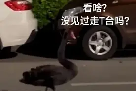步伐充满自信！昆明街头又有动物出来“遛弯”啦！这次是……图片