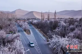 中新网甘肃周周见 | 陇原大地的“花花世界”图片