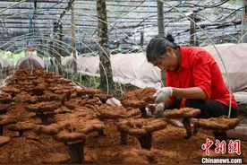 深山种“仙草”，安徽旌德何以“芝”繁“业”茂图片