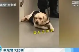 南京搜爆犬比利地铁执勤视频走红 记者揭秘警犬炼成记图片