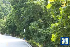 乡村振兴进行时 | 闽清白河江自然村：一粒小橄榄，成就幸福村！图片