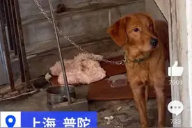 上海主人将金毛犬长期锁楼道：为减少大小便，不允许邻居喂食喂水图片