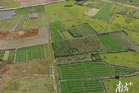 见证龙川乡村振兴⑨佗城镇胜利村：打造花生特色产业，“金钩豆”铺就致富路图片