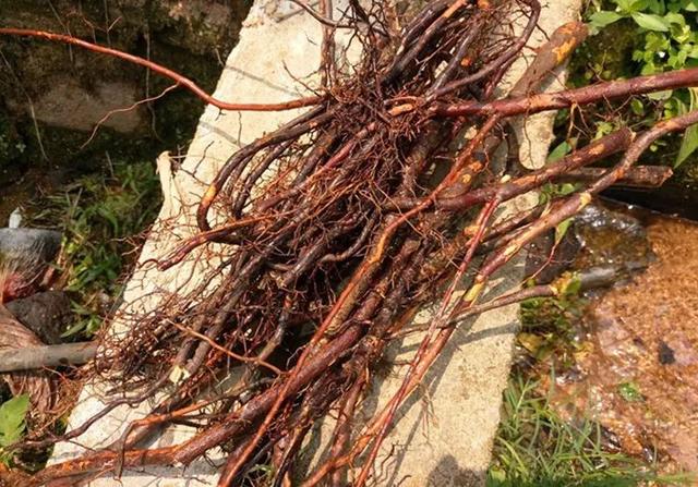 花胶性味归经 2026年花胶性味归经功效作用