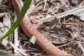 发现脆蛇蜥！福建永安天宝岩保护区新记录物种图片