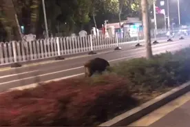 女子南京街头偶遇野猪狂奔，受惊吓误称“豪猪”图片