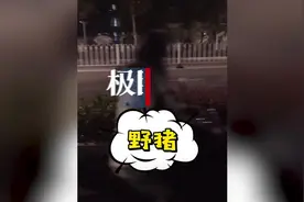 女子南京街头偶遇野猪狂奔，受惊吓误称“豪猪”图片
