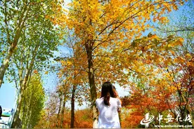 合肥本周迎最美秋色 千万不要错过图片