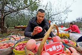 苹果产业带故事：“拼购+产地直发”，电商重塑农产品供应链图片