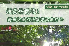 超美林荫道！周末一起到沿江路走走吗？|揭阳“美”一处①图片