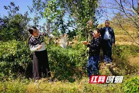 “要做科技的茶”——女博士的茶园记图片
