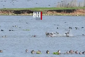 太美了，西伯利亚候鸟再赴东西湖之约，天鹅湖开启越冬模式图片