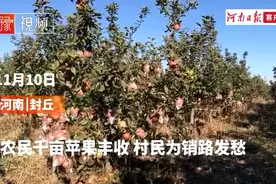 批发6毛，量大了再优惠！封丘滩区千余亩苹果丰收急寻销路图片